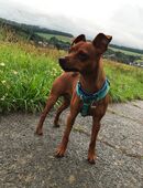 Deckrüde reinrassiger Rehpinscher / Zwergpinscher in 56269