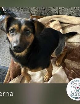 Averna: sucht ein Zuhause - Kirchzell