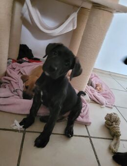 Schäfer Hund mix Welpe - Nordstemmen