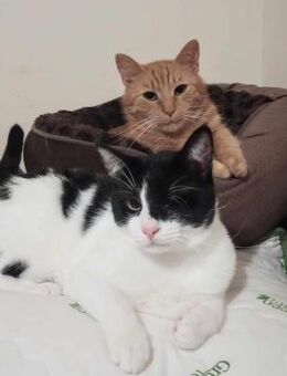 💕Traumpaar Angelo und Ginger💕 - Eislingen (Fils)