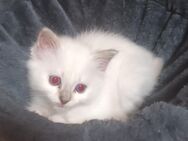 Heilige Birma kitten - Zeulenroda-Triebes