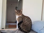 Katerchen sucht Zuhause - Ahlen