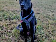 Labrador-Belgischer Schäferhund (Malinois) Mischling Rüde (5 Jahre) sucht ein neues Zuhause - Großenseebach