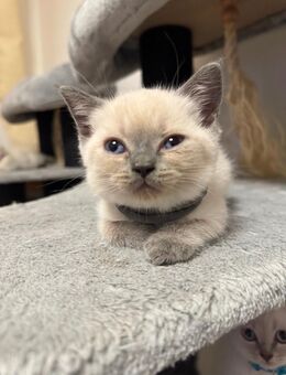 Bkh kitten - Aachen