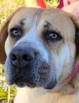 Notfellhündin Honey sucht dringend PS/ES - Hamburg