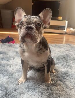Diese hübsche Französische Bulldog Hündin sucht ein neues zu Hause, sehr hübsche melre hündin - Heide