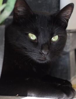 Ozuna - schwarze Schönheit aus dem Müll - Endingen (Kaiserstuhl)