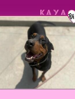 ❤ KAYA 4 🥰 - ZUCKERSCHNUTE SUCHT... - Alfeld (Leine)