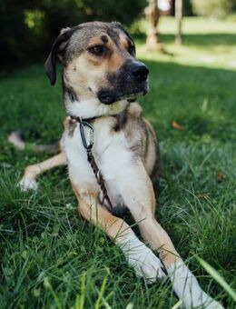 Nena, clevere Tierschutzhündin sucht - Köln