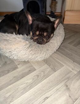 Französische Buldogge - Lindlar