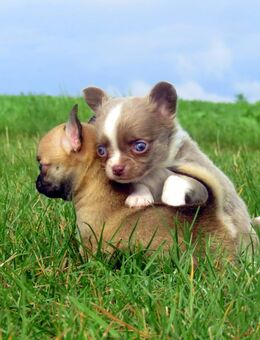 3 Typvolle kleine Chihuahua Welpen Rüde Hündin LH/KH Sonderfarben Sable Lilac Schoko dark schoko - Biebergemünd