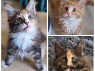 Typvolle Maine Coon Kitten - Hamm