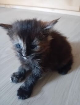 XXL Maine Coon Kitten - Bechhofen (Bayern)