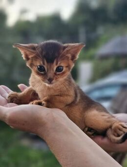 Bezaubernde Abessinier Variant Kitten in wildfarben - Laichingen