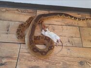 Boa Constrictor Hypo Jungle Supertail 1.0 - Nettetal