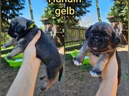 Retro Mops Welpen mit Nase - Hettstedt