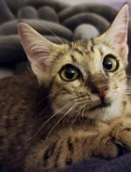 Peque Kleine Kämpferin sucht ihr Glück - Bad Camberg