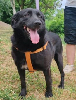 Gara 💗 freundlich,offen,verschmust - Hamburg