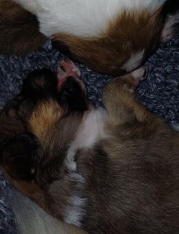 Border Collie / Golden Retriever Mix - Weikersheim