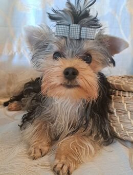 Schlauer Yorkshire terrier Welpe reinrassig black-golden-silver junge - Heidelberg