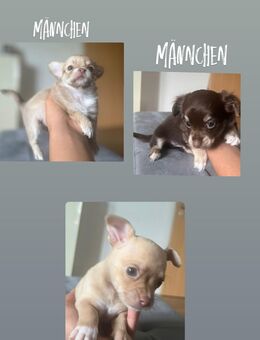 noch Drei süße Chihuahua-Welpen suchen ein liebevolles Zuhause - Weyerbusch