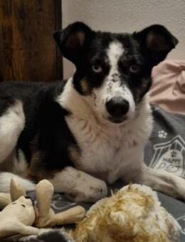 Mila ♥️ - Kallmünz