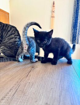 Wunderschöne Katzenbaby - Limburg (Lahn)