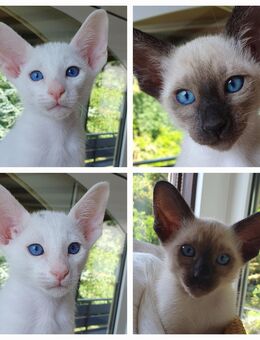 Orientalisch Kurzhaar (OKH) Katzenbabys Kitten Kätzchen - Weiß und Point. - Bassum