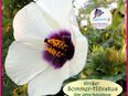 ♥ Hoher Sommer Hibiskus Eibisch,Samen,Blume 50er Jahr Tulpenstolz, essbar,samenfest,Saatgut,Garten, Nutzpflanze,Öl,Kleidung, Hibiscus cannabinus,Stundeneibisch, Malve Sommerhibiskus in 22457