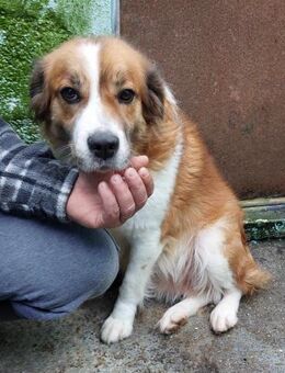 Prinzess- wer gibt ihr eine Chance - Höchst (Odenwald)