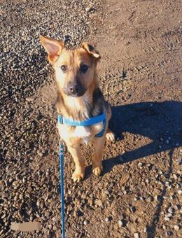 🌟✨Asterina - kleiner Stern 🌟✨ - Eislingen (Fils)