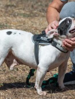 Balou, ein aufgewecktes Kerlchen - Brunstorf