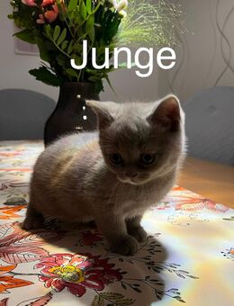 Britische Kurzhaarkatzen Kitten, BKH Katzenbabys - Mainburg Zentrum