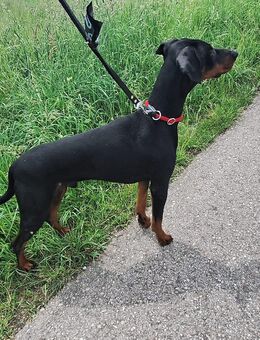 Dobermann - Tuntenhausen