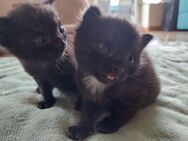Süßes Katzenbaby abzugeben - Heide