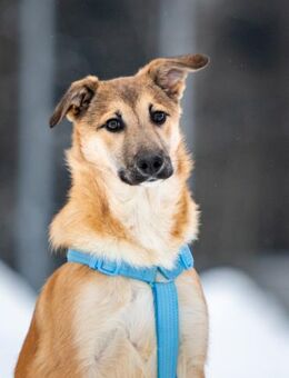 Freundlicher Tosha sucht seine Familie - Duisburg