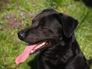 Wunderschöner Labradormischling Ivar - Duisburg