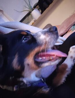 Australian Sheperd Welpe - Oberhausen