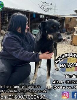 NATASCHA- sanfte,langbeinige Schmuserin - Waakirchen