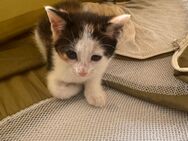 Zwei Babykatzen suchen liebevolles Zuhause – idealerweise gemeinsam (Privatvermittlung) - Hannover