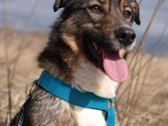 ❣️ Kleine Wasserratte Mia❣️ - Eislingen (Fils)