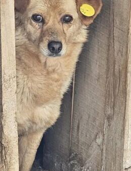 Hübsche ANITA sucht liebes Zuhause - Neuberg