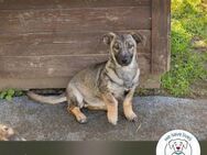 Anka: Hundekind sucht ein Zuhause - Kirchzell