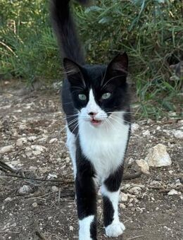 Oreo 🐾 der schöne Unbekannte - Kirchheim (München)