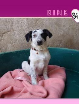 Bine - sucht ihr Familie - Alfeld (Leine)