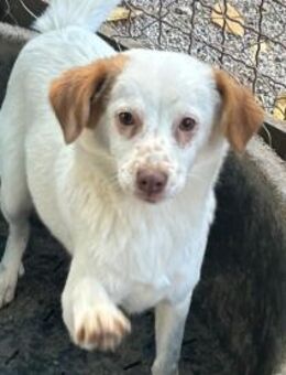 junge Foxy, 37cm bald auf PS in Berlin - Köln