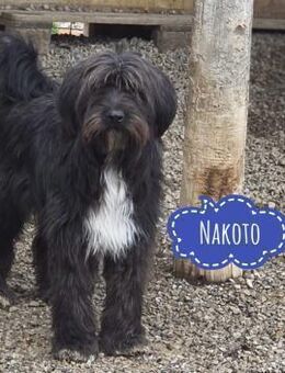 Nakoto braucht eine Familie - Flörsheim-Dalsheim