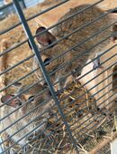 2 Degus braun agouti Männchen Brüder jung Babys 7 Monate in 86150