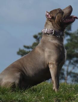 *🐾 DRINGEND – Traumzuhause für Medusa gesucht 🐾* - Uckermark