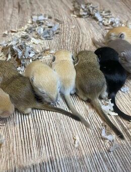 Junge Rennmäuse aus kleiner Hobbyzucht (Rennmaus, Gerbil, Wüstenrennmaus) - Bempflingen